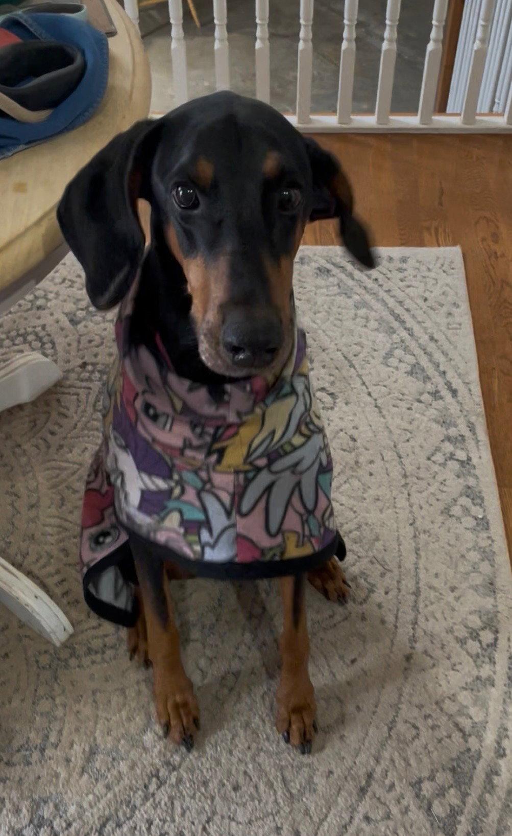 Violet, Adoptable, Adult Female Doberman Pinscher.