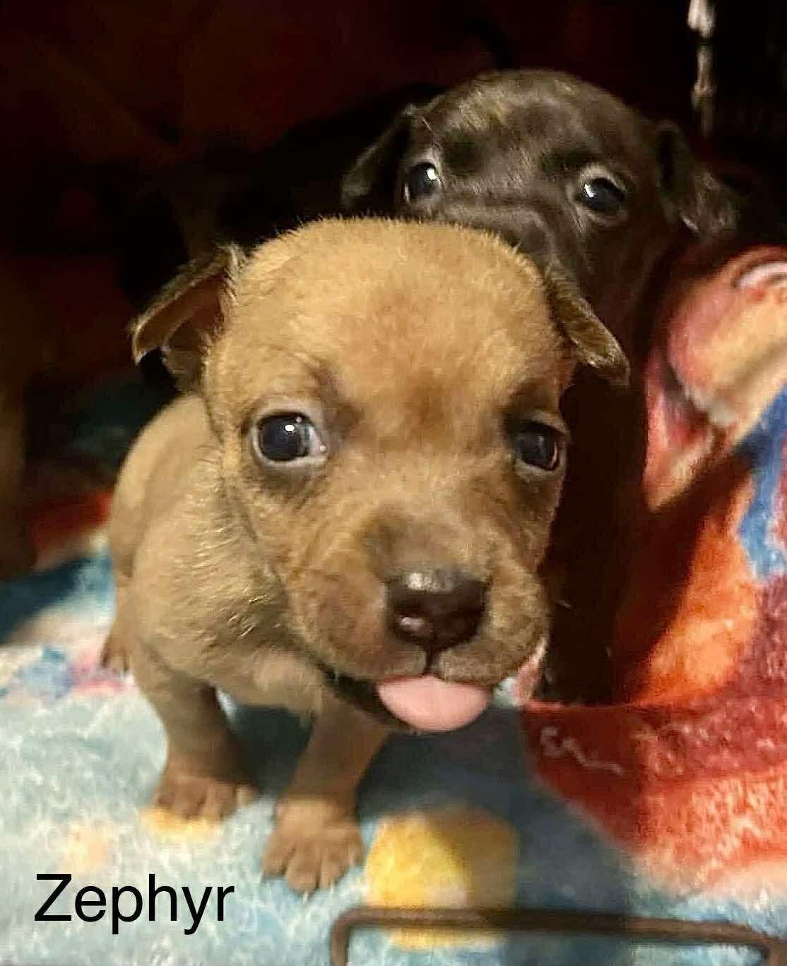 Enlarge Zephyr, a Adoptable mixed breed in WORCESTER, MA image 4/4