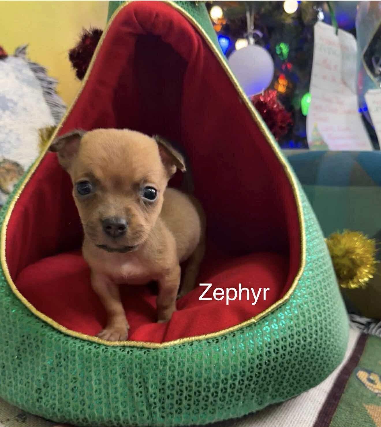 Enlarge Zephyr, a Adoptable mixed breed in WORCESTER, MA image 2/4