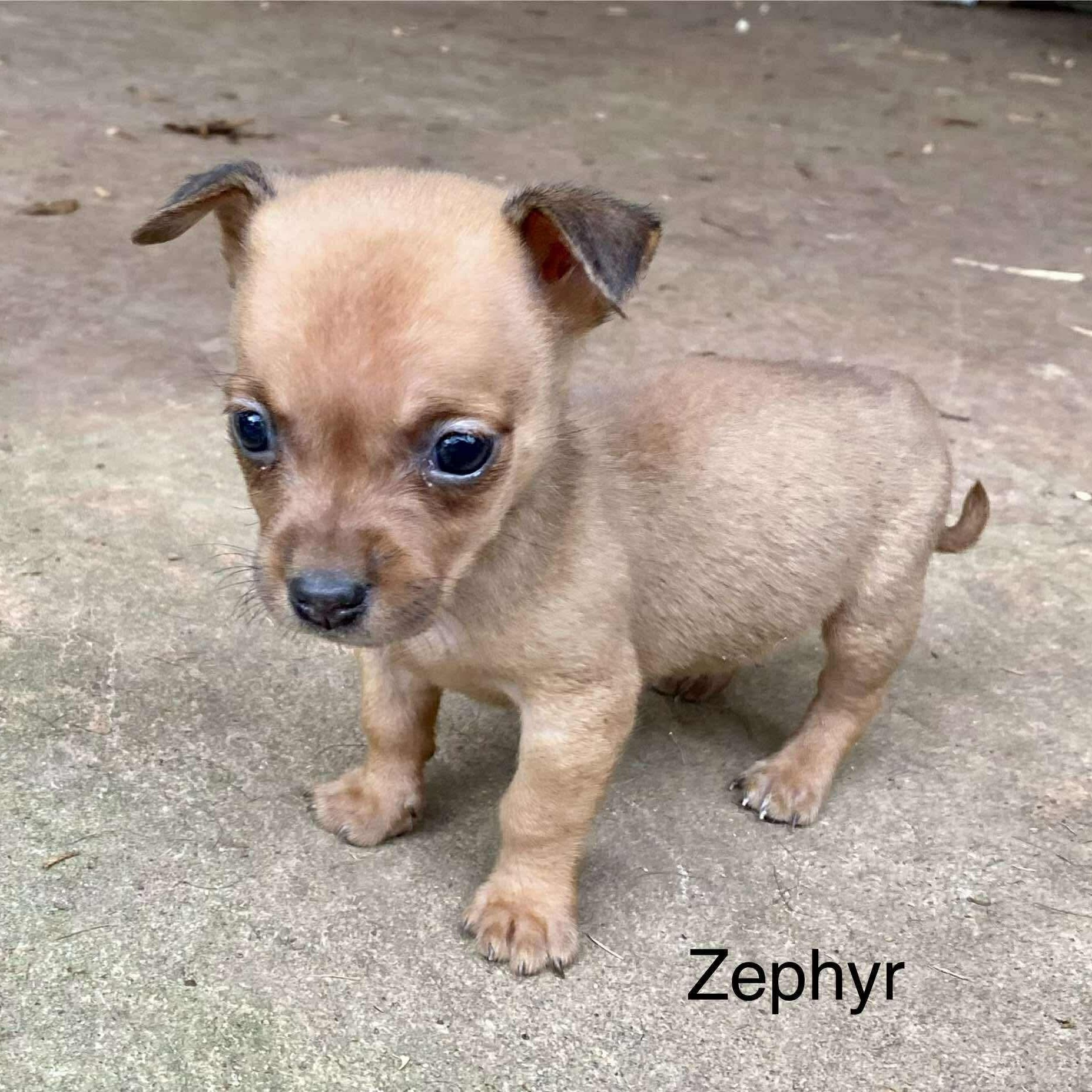 Enlarge Zephyr, a Adoptable mixed breed in WORCESTER, MA image 1/4