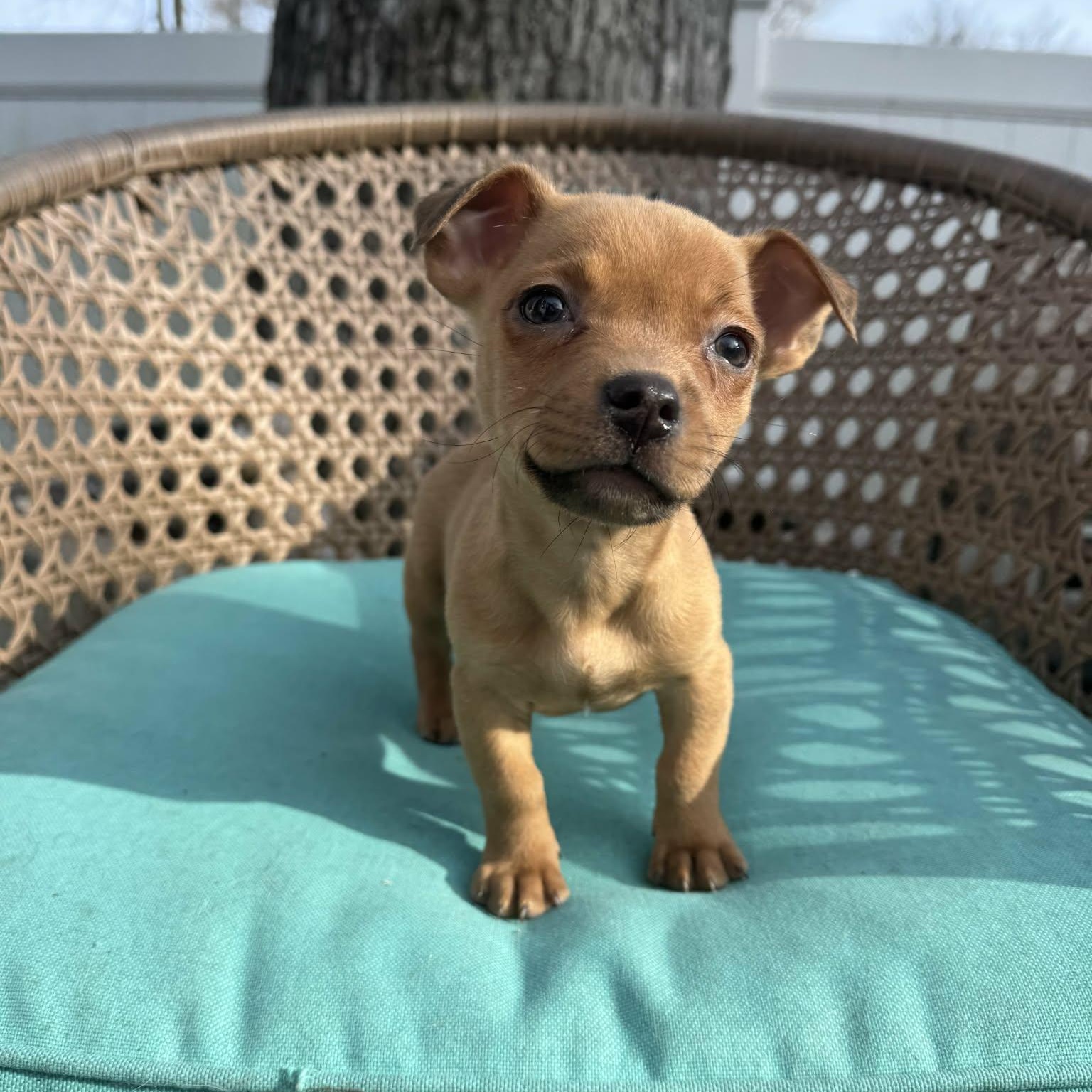 Zephyr, Adoptable, Puppy Male Chihuahua.