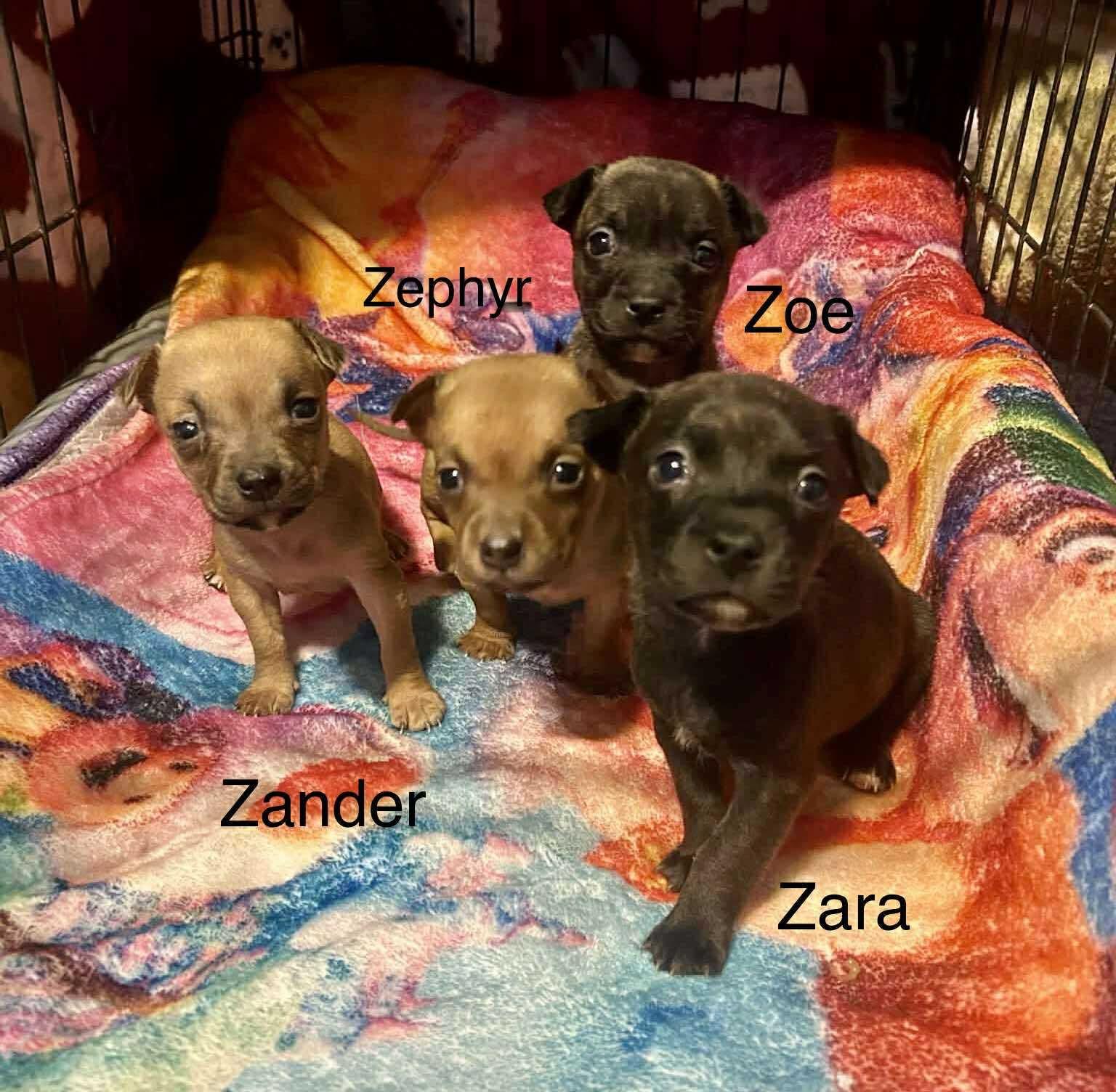 Enlarge Zephyr, a Adoptable mixed breed in WORCESTER, MA image 3/4