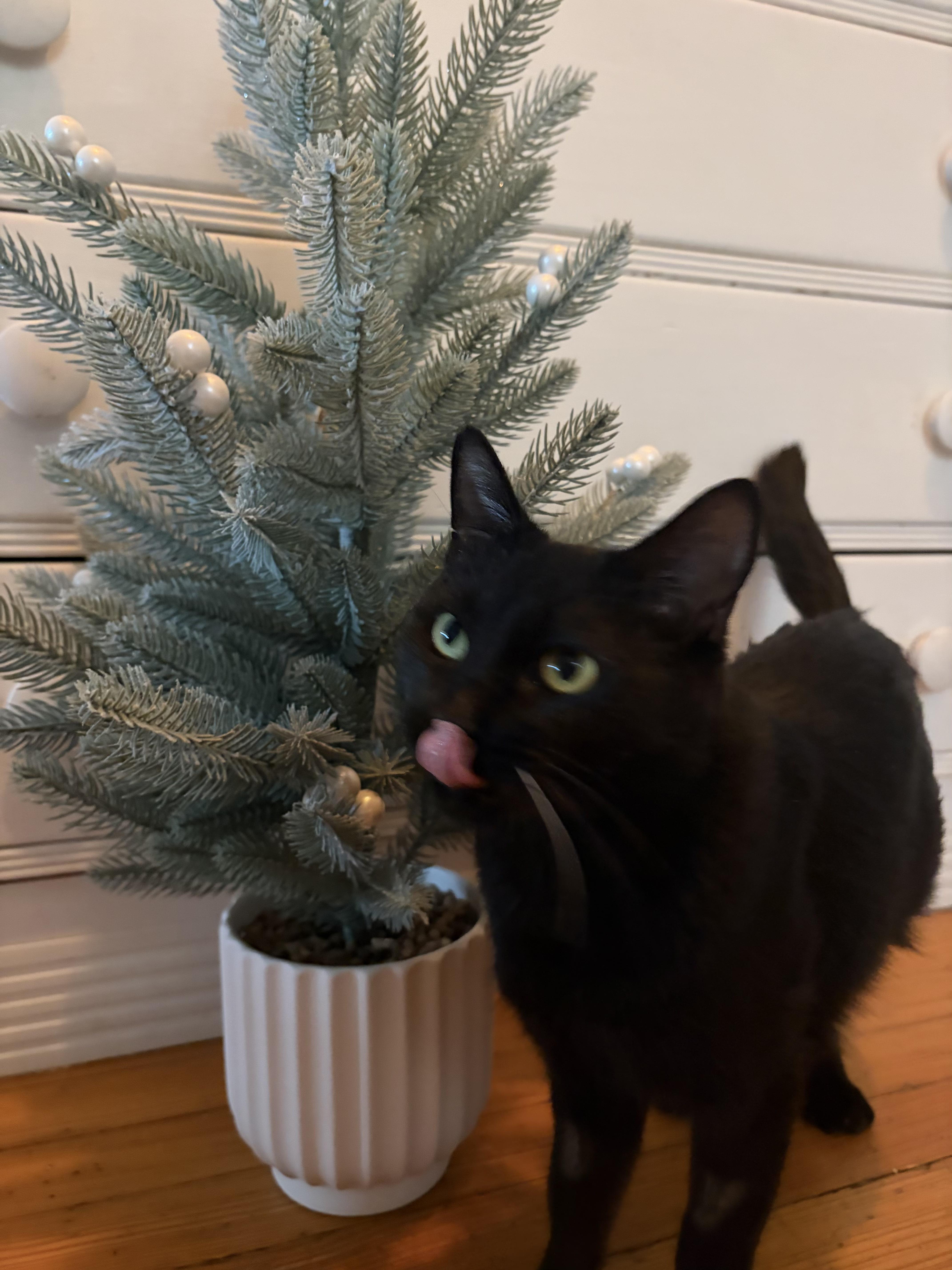 Sabrina, Adoptable, Young Female Domestic Short Hair.