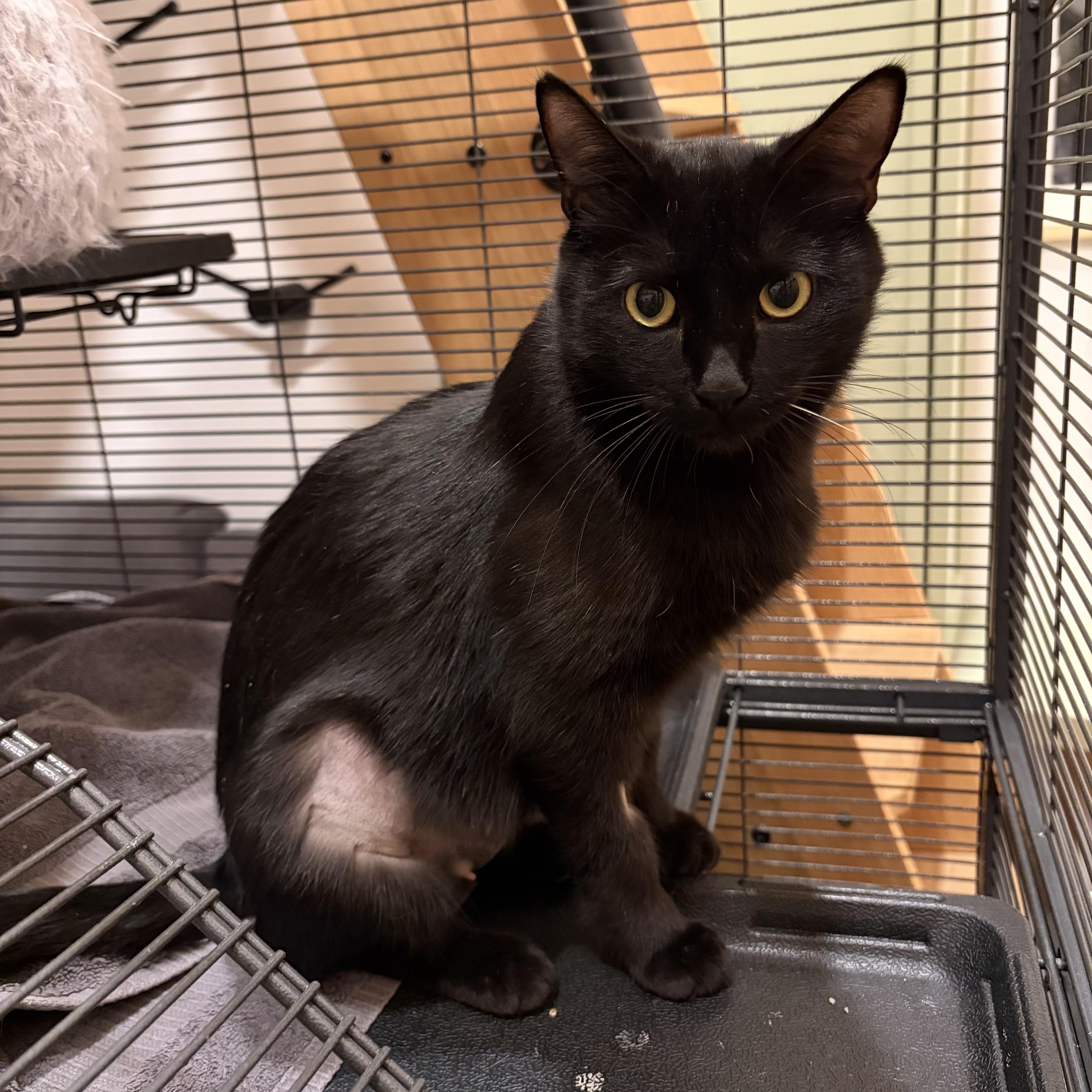Sabrina, Adoptable, Young Female Domestic Short Hair.