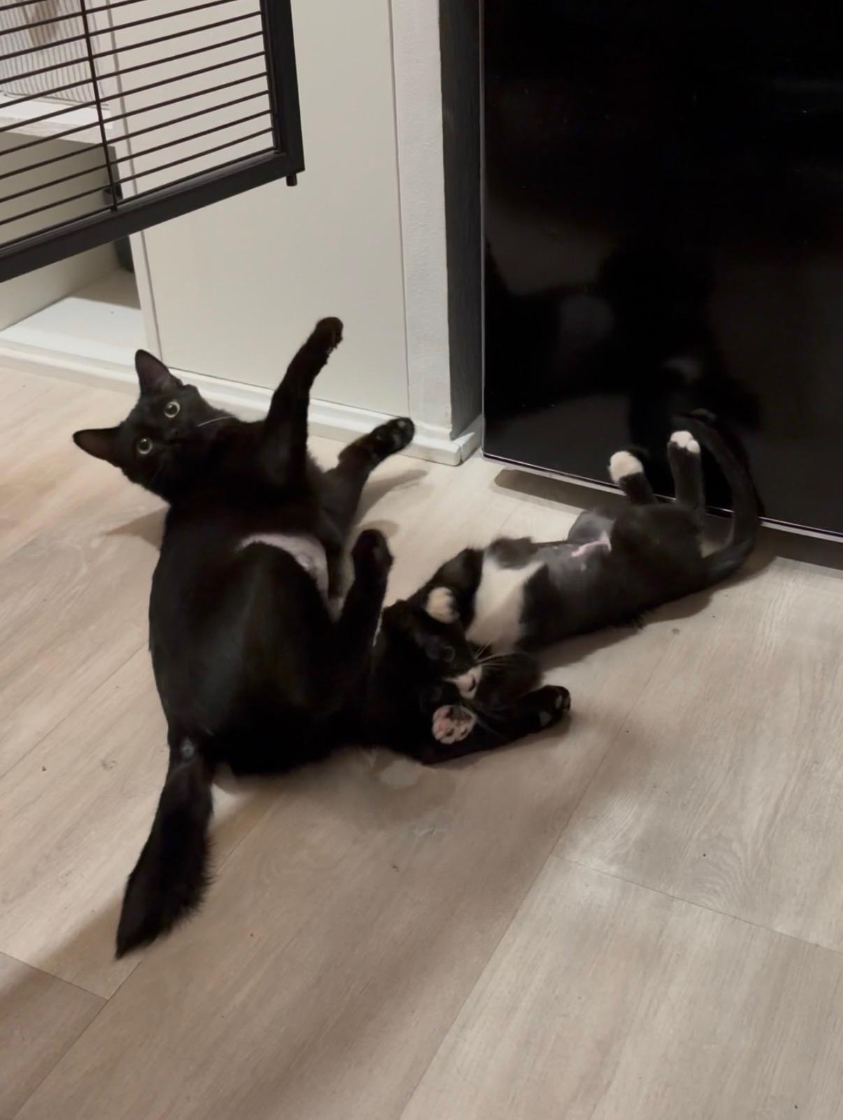 Sabrina, a Adoptable mixed breed in Fort Collins, CO image 3/4