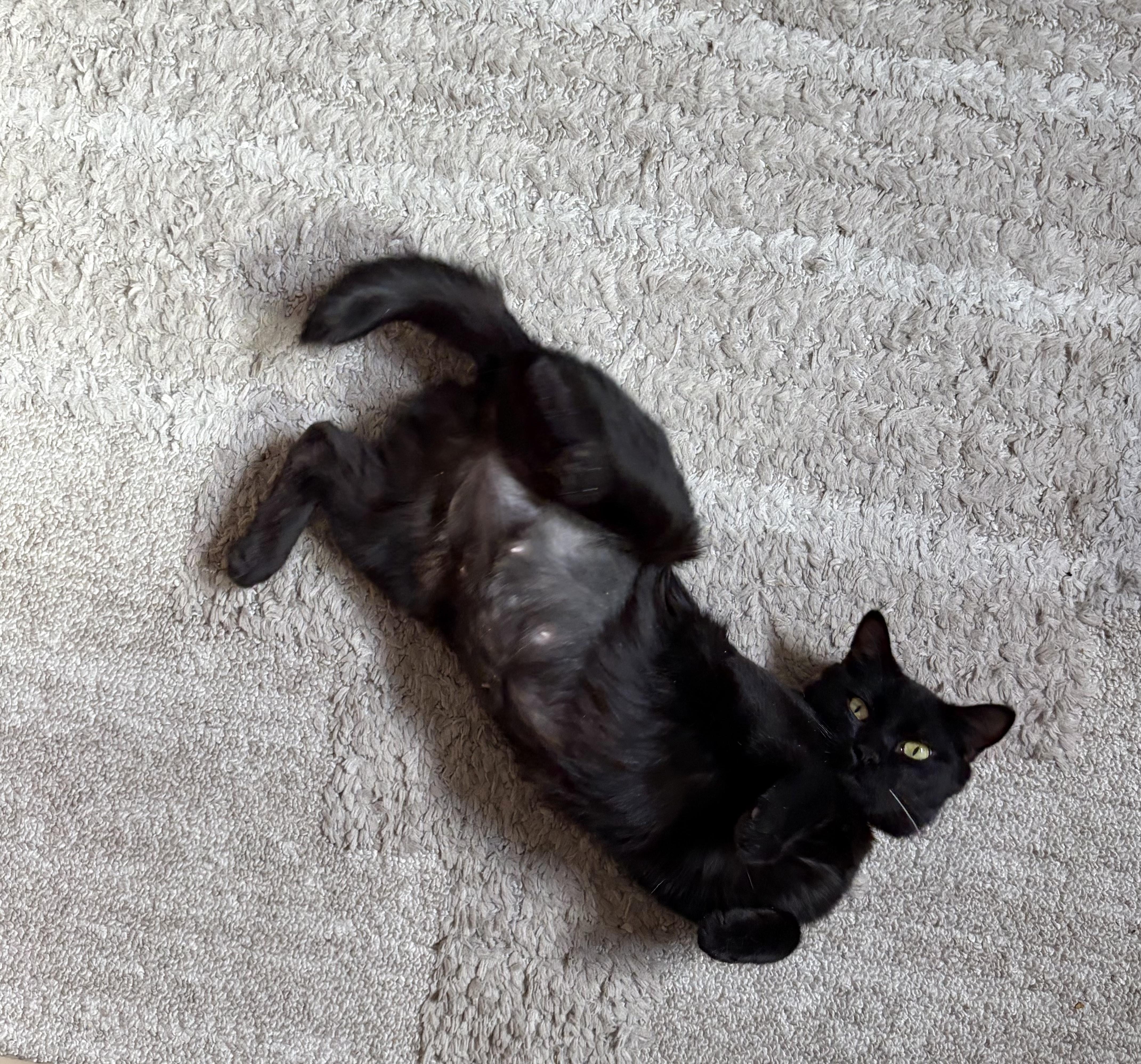 Sabrina, a Adoptable mixed breed in Fort Collins, CO image 4/4