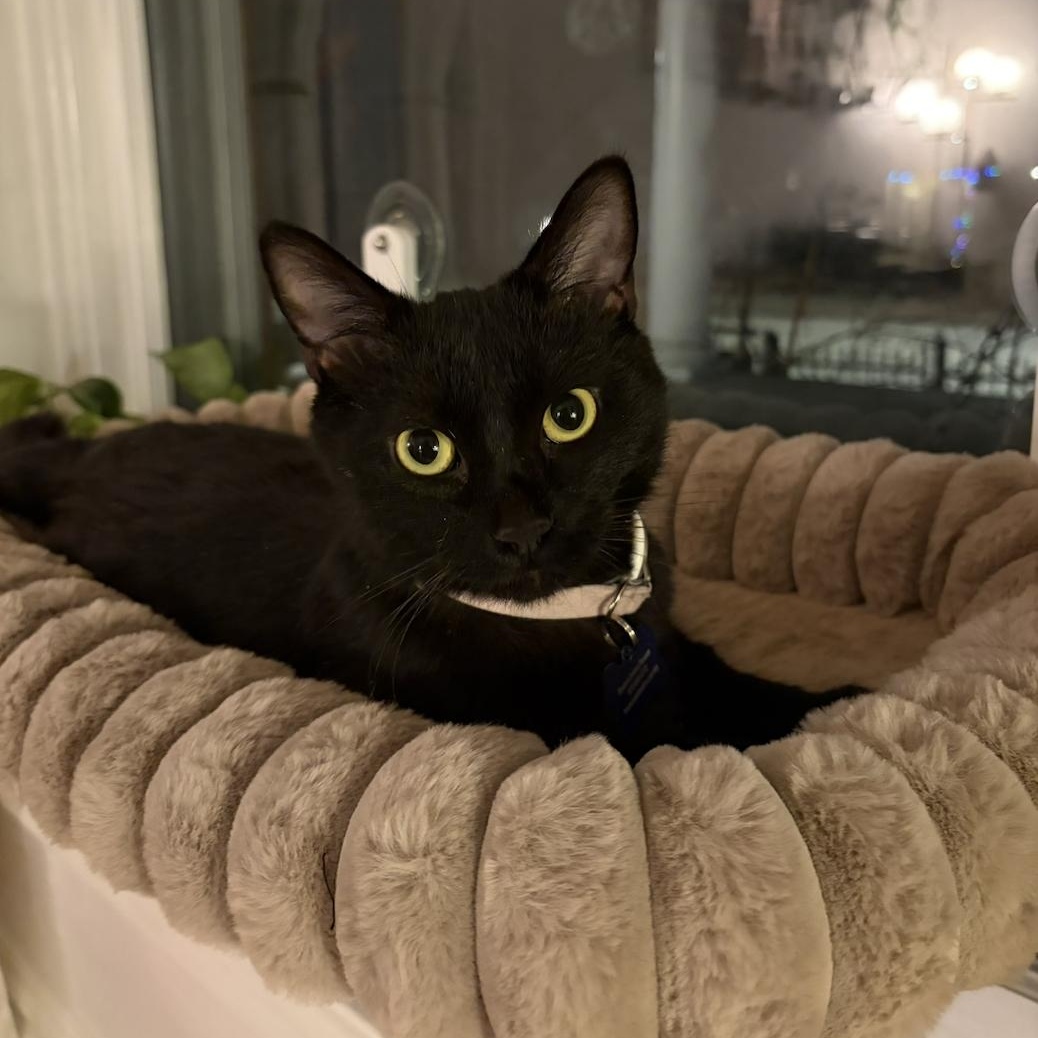 Sabrina, Adoptable, Young Female Domestic Short Hair.