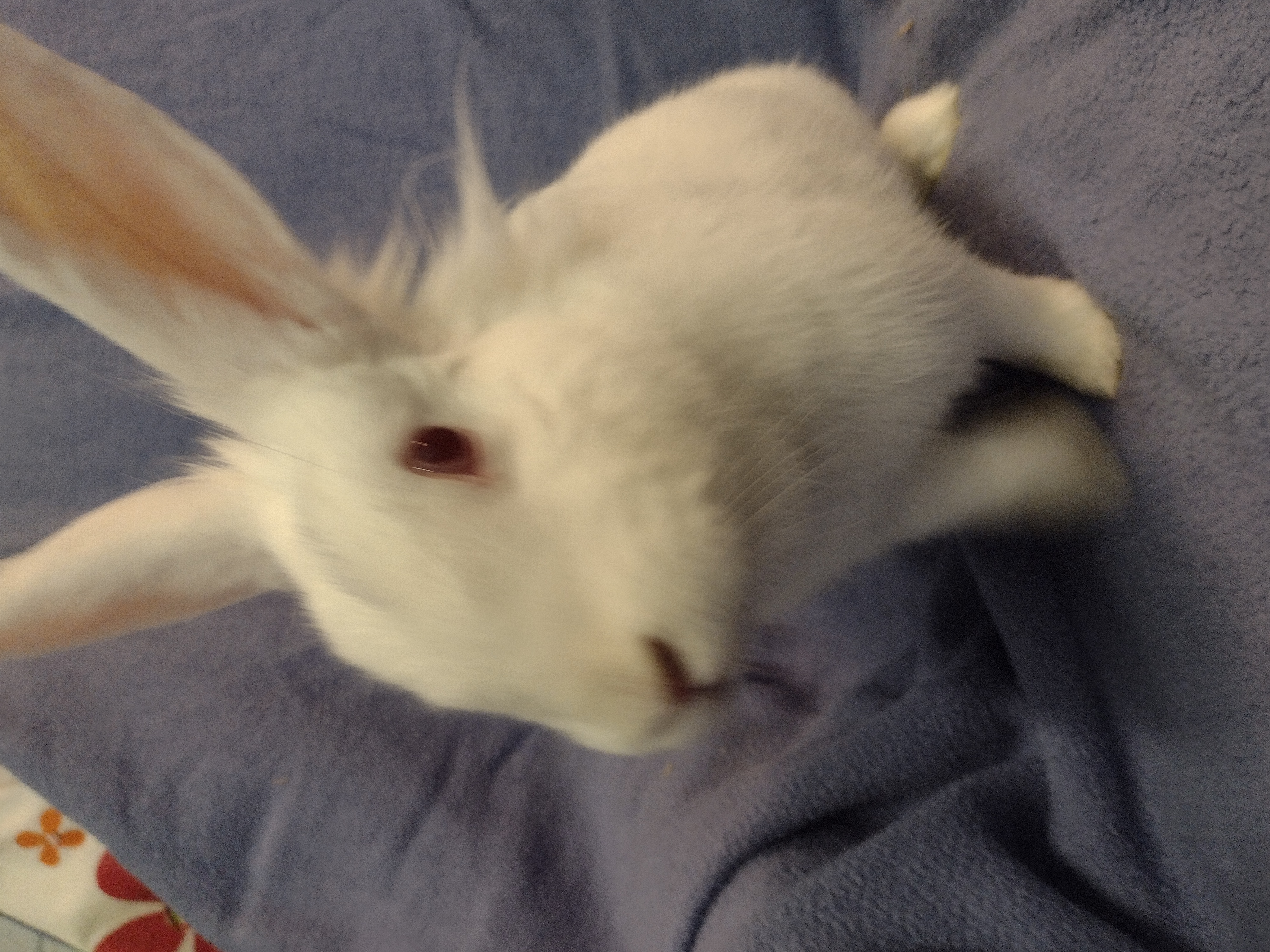 Enlarge Kaleena, a Adoptable Lionhead in Plymouth, MI image 1/1