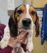 Enlarge Jameson, a ADOPTABLE Beagle in Manitowoc, WI image 1/1