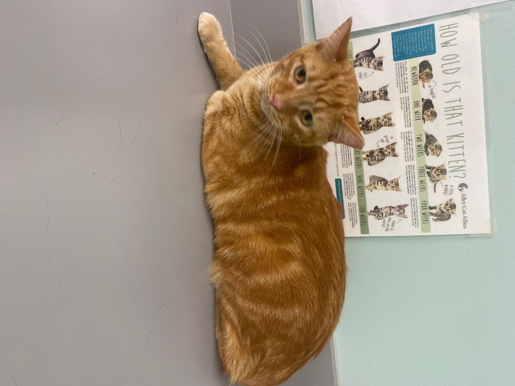 Elliot, Adoptable, Young Male Domestic Short Hair.