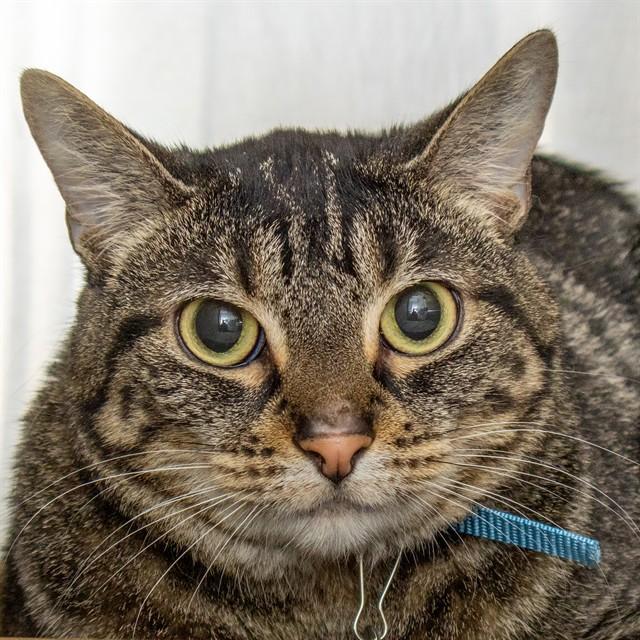 Enlarge MARCY, a Adoptable Domestic Short Hair in Saint Louis, MO image 1/1