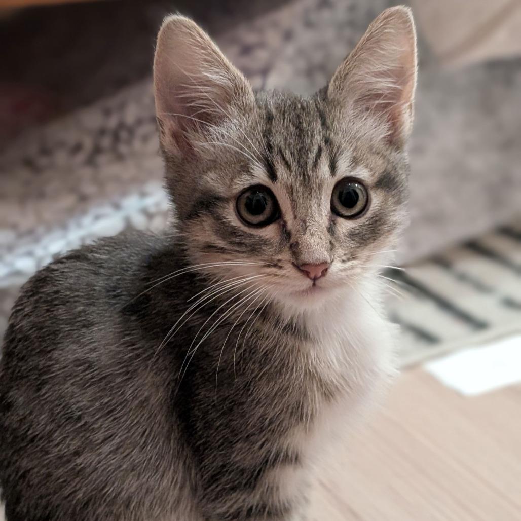 Bronx — thumbnail 2