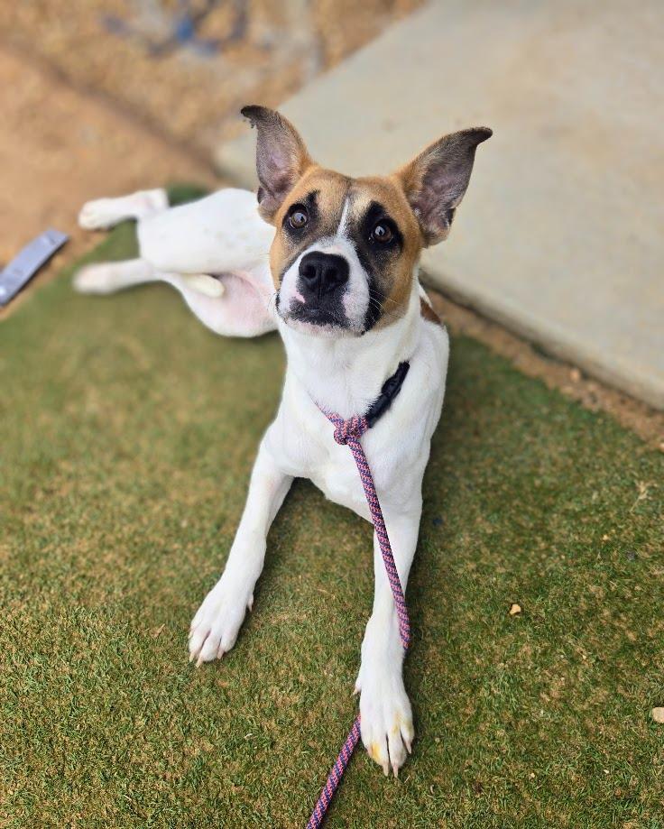 Enlarge Keller, a Adoptable mixed breed in Douglasville, GA image 3/3