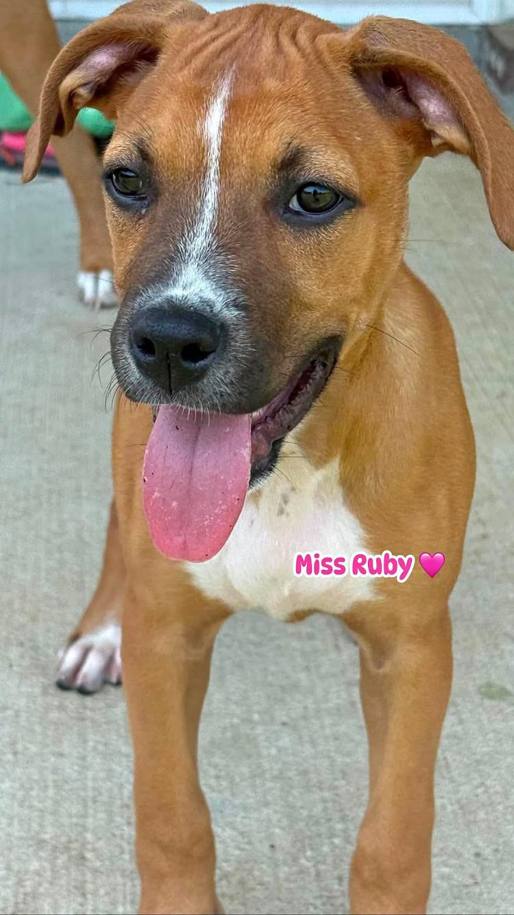 Enlarge Miss Ruby, a Adoptable mixed breed in Pensacola, FL image 2/3
