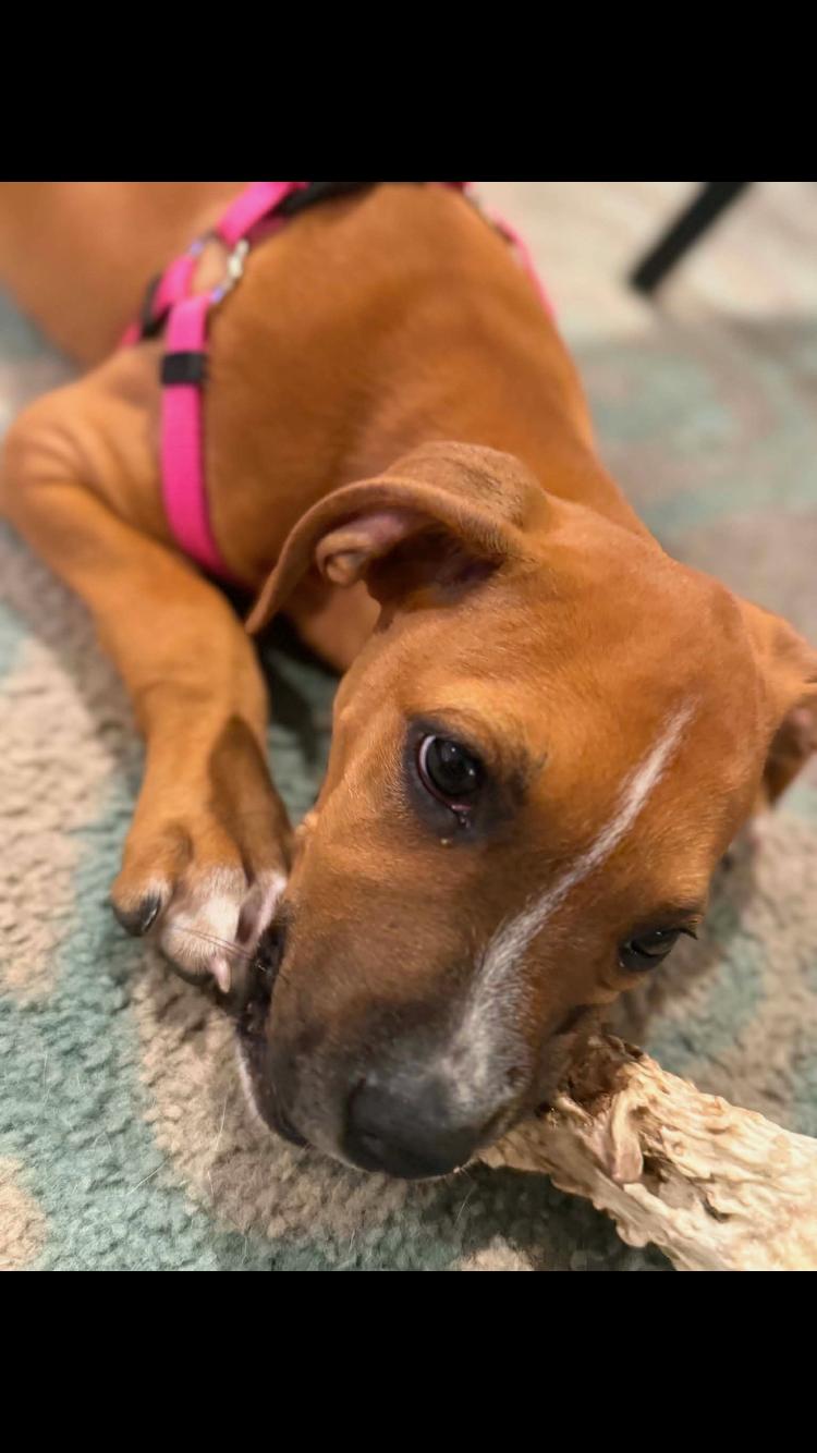 Enlarge Miss Ruby, a Adoptable mixed breed in Pensacola, FL image 3/3