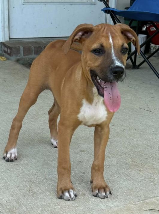Miss Ruby, Adoptable, Puppy Female Shepherd & Black Mouth Cur.