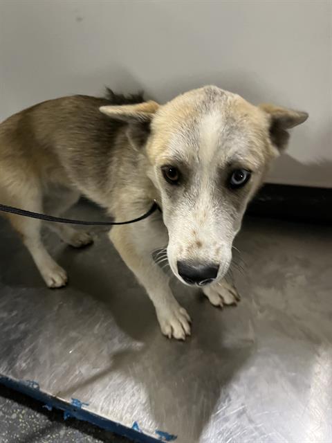 Maizie, Adult Female Cardigan Welsh Corgi
