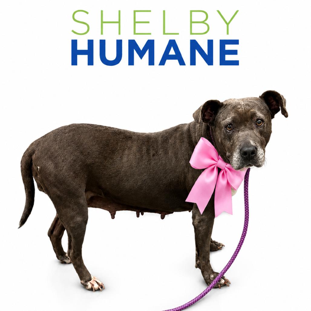 Mae (Foster for the Heat), Adoptable, Senior Female Mixed Breed.
