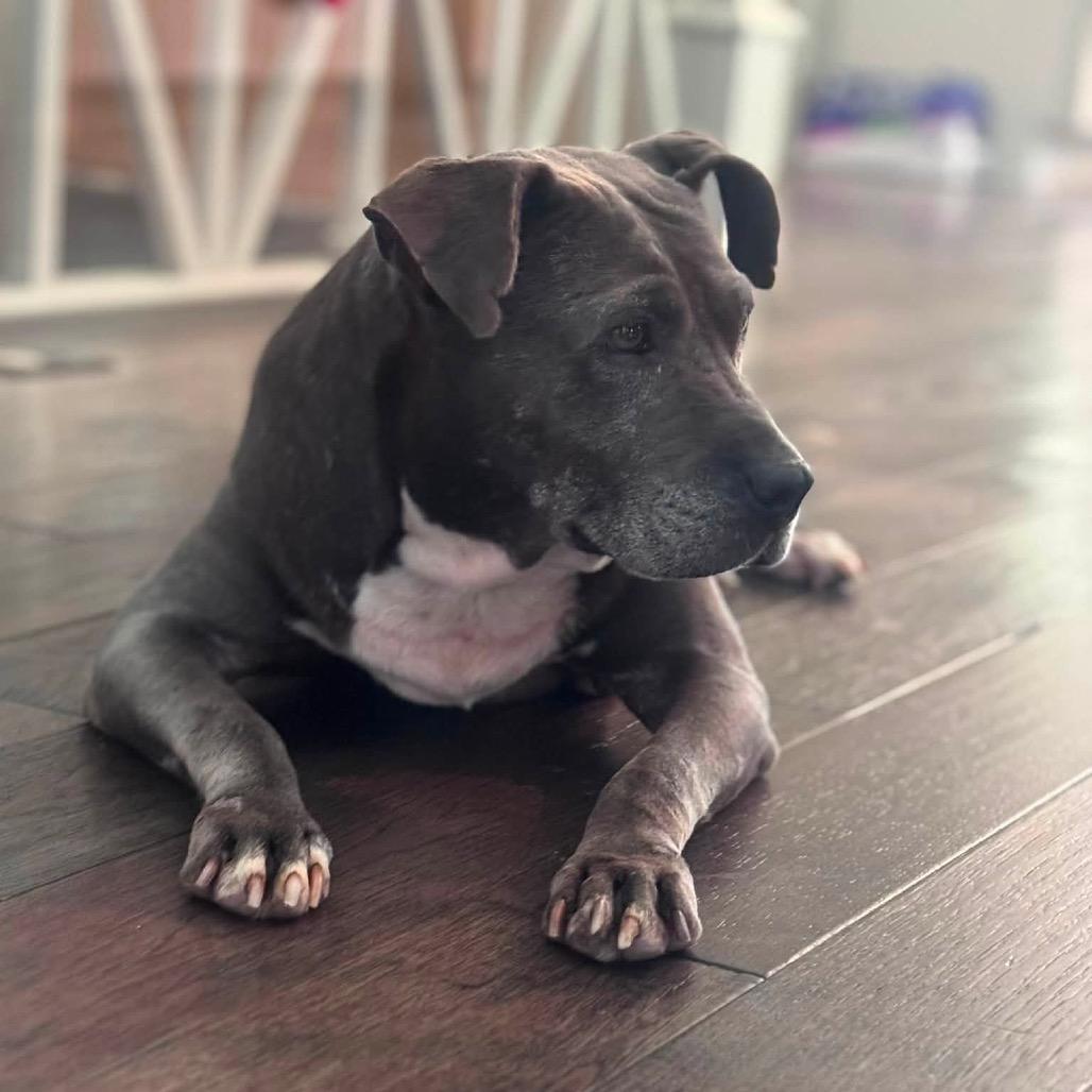 Enlarge Mae (Foster for the Heat), a Adoptable Mixed Breed in Columbiana, AL image 2/6