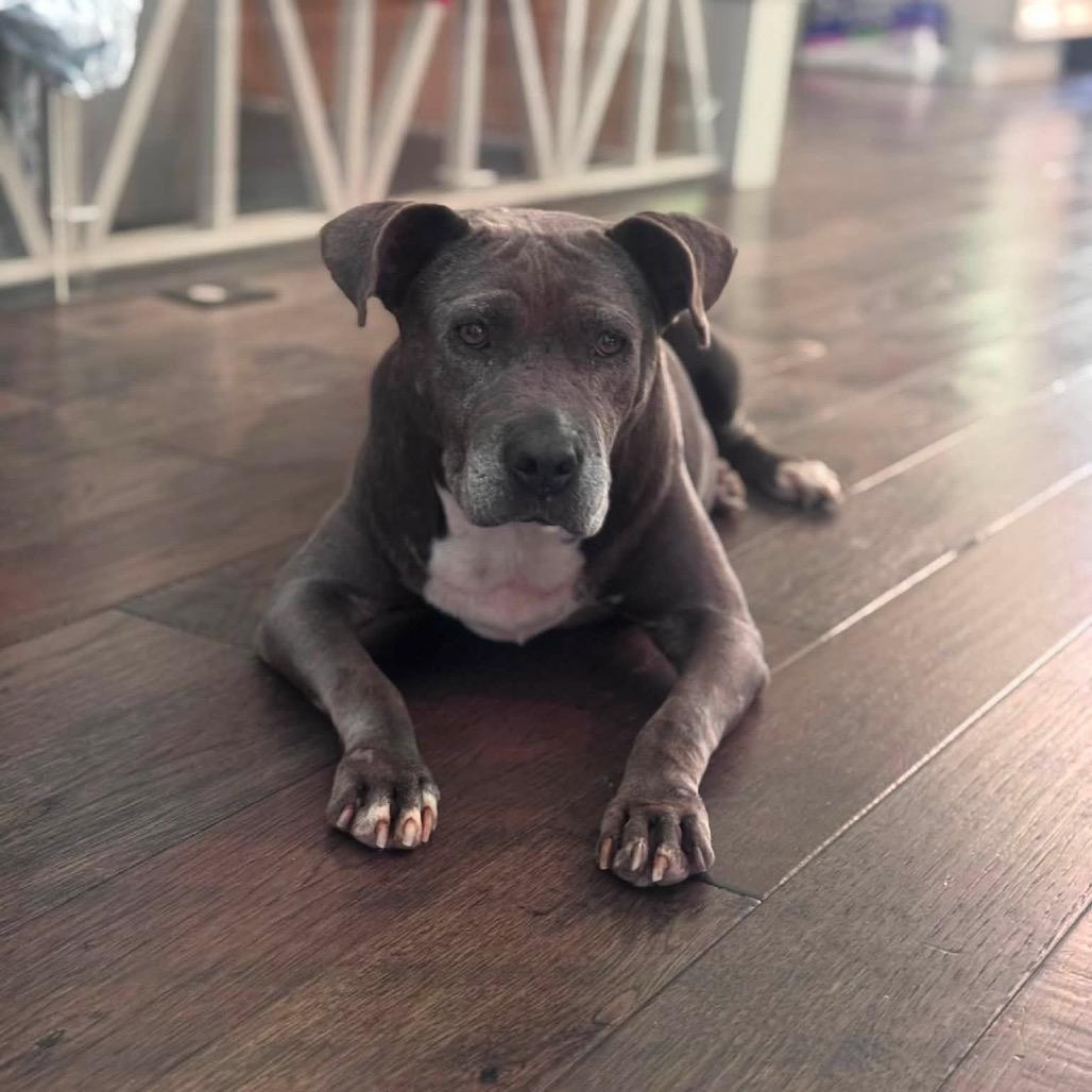 Enlarge Mae (Foster for the Heat), a Adoptable Mixed Breed in Columbiana, AL image 3/6