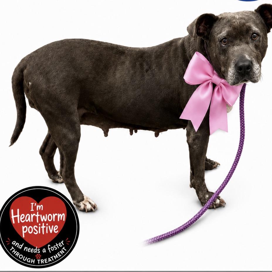 Enlarge Mae (Foster for the Heat), a Adoptable Mixed Breed in Columbiana, AL image 4/6