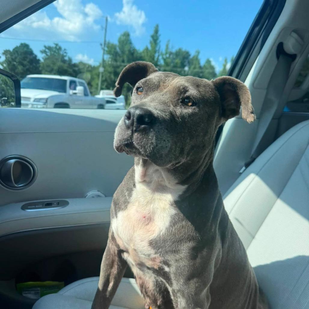 Enlarge Mae (Foster for the Heat), a Adoptable Mixed Breed in Columbiana, AL image 5/6