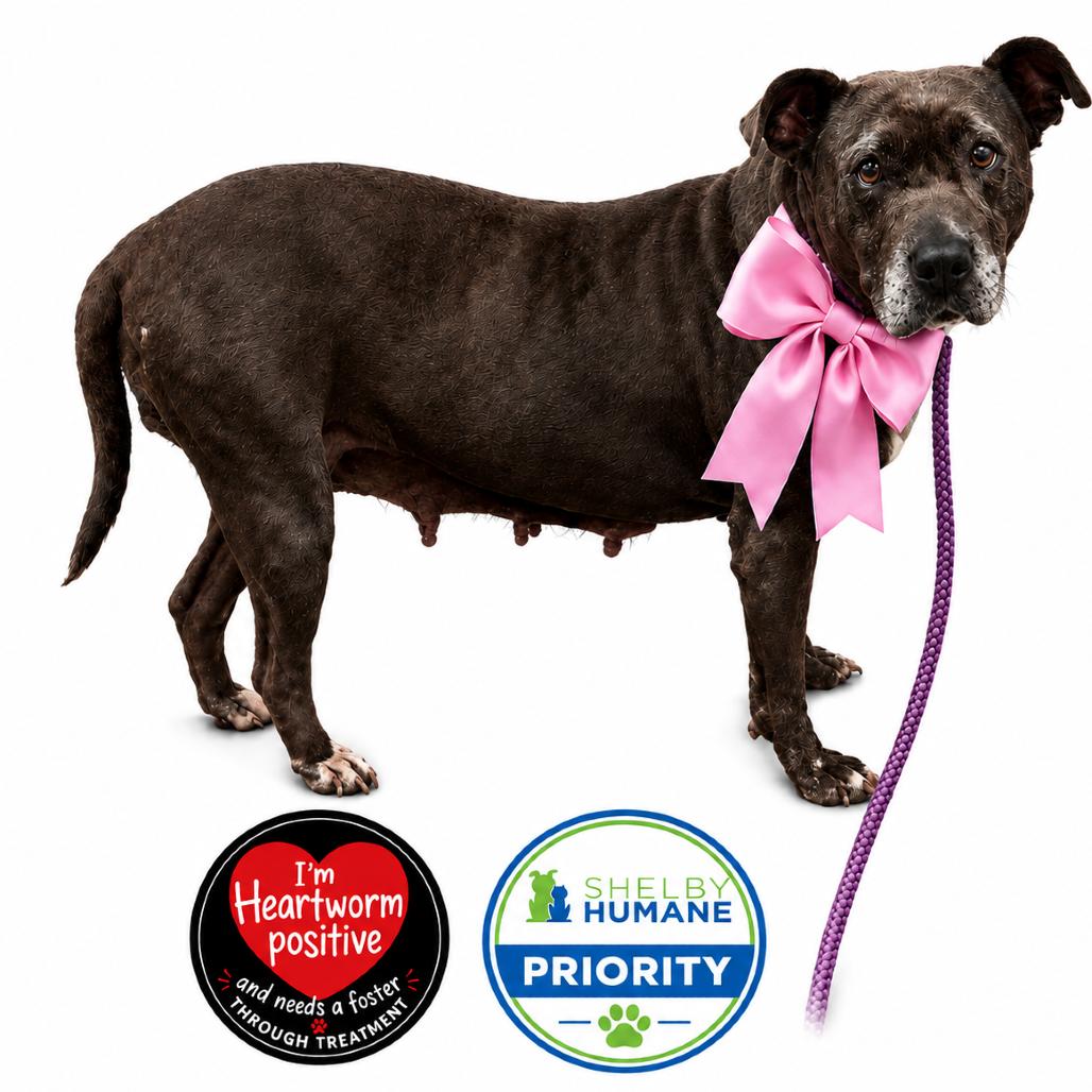 Enlarge Mae (Foster for the Heat), a Adoptable Mixed Breed in Columbiana, AL image 6/6