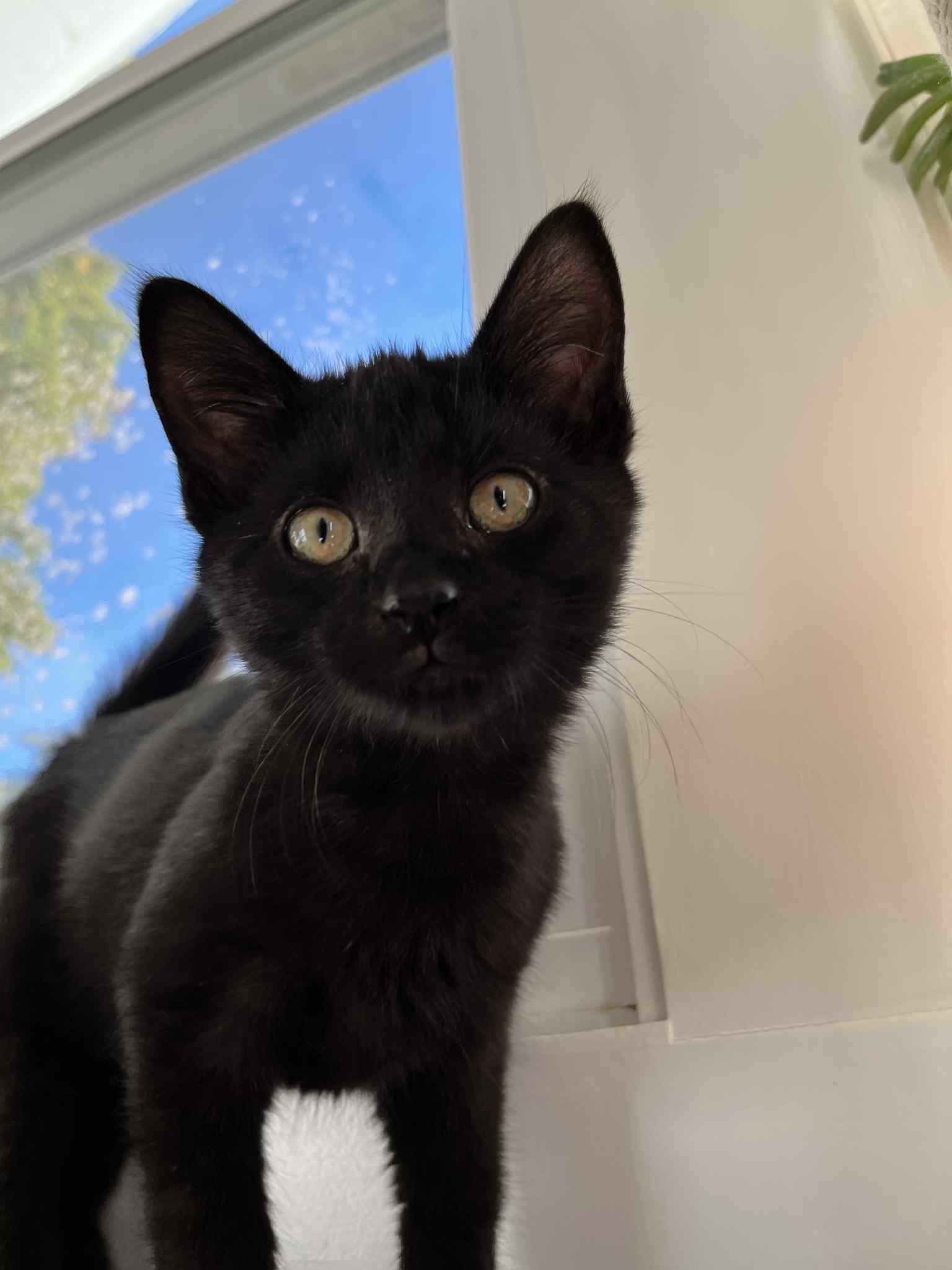 Crockpotette , adopted, Young Female Domestic Short Hair.