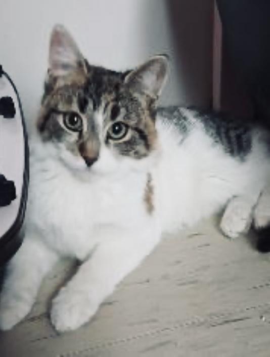 Enlarge Noelle, an adopted Calico in Toronto, ON image 2/6