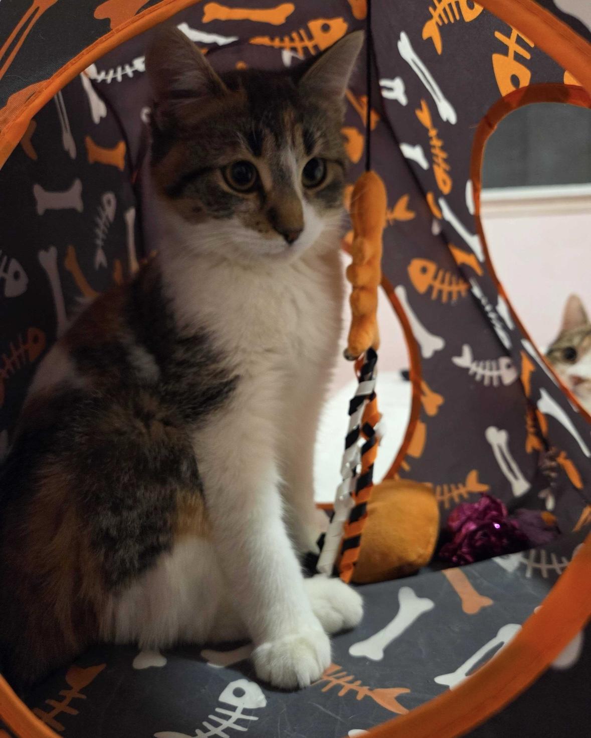 Enlarge Noelle, an adopted Calico in Toronto, ON image 3/6