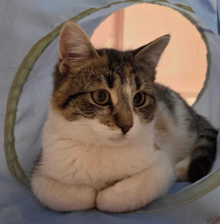 Enlarge Noelle, an adopted Calico in Toronto, ON image 1/6