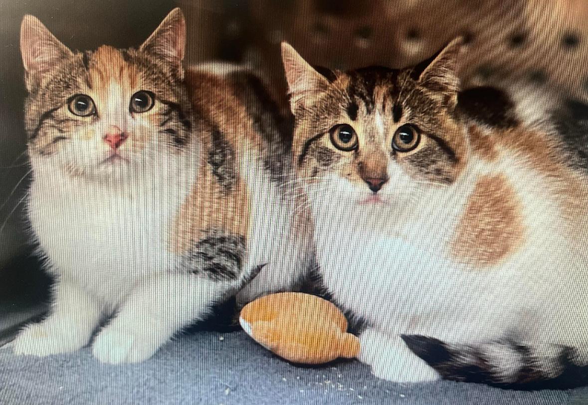 Enlarge Noelle, an adopted Calico in Toronto, ON image 5/6