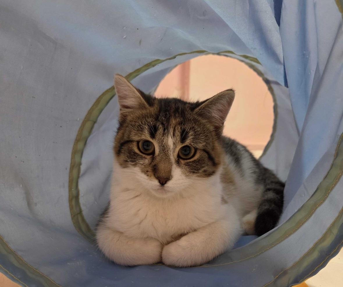 Enlarge Noelle, an adopted Calico in Toronto, ON image 4/6