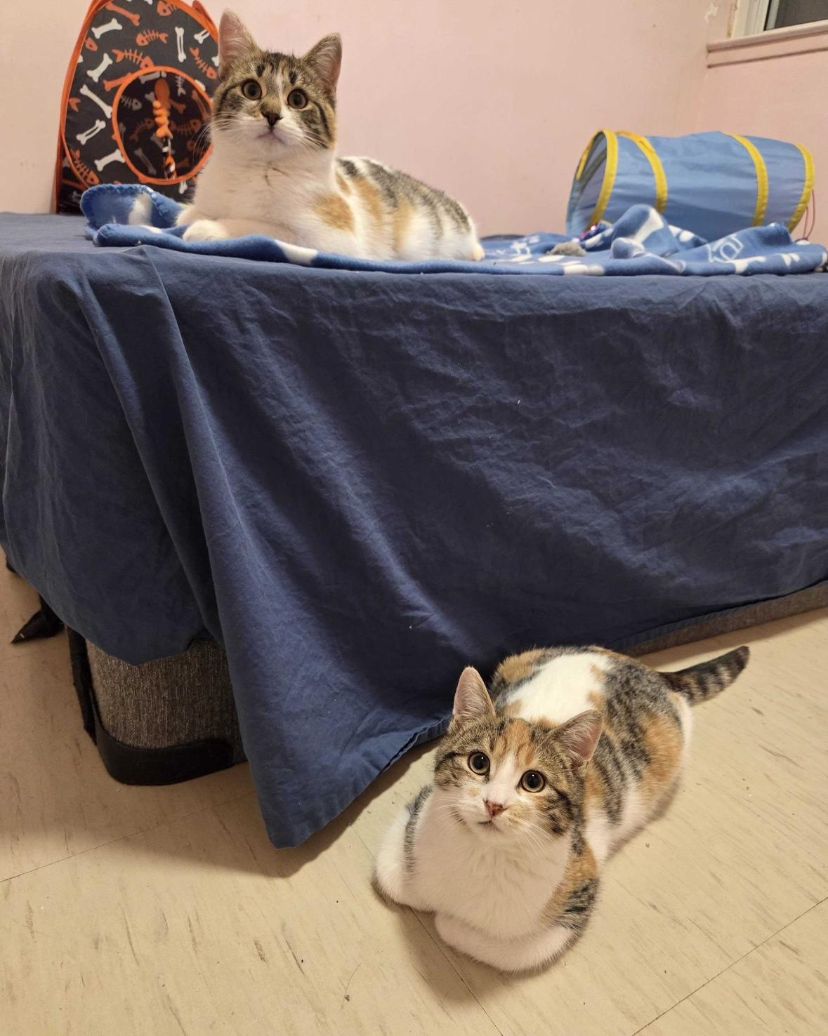 Enlarge Noelle, an adopted Calico in Toronto, ON image 6/6