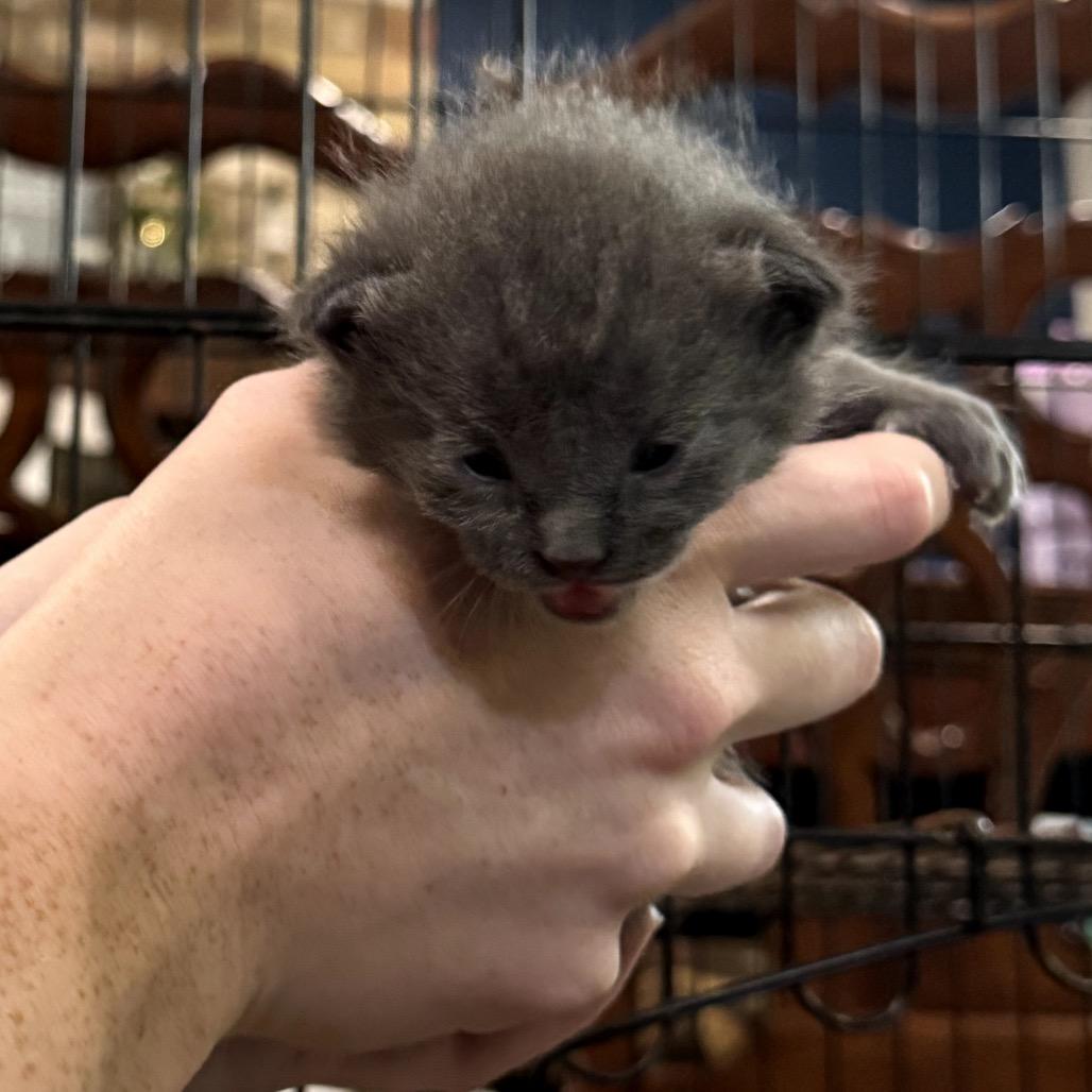 Beryl, a Adoptable Domestic Short Hair in Katy, TX image 1/5