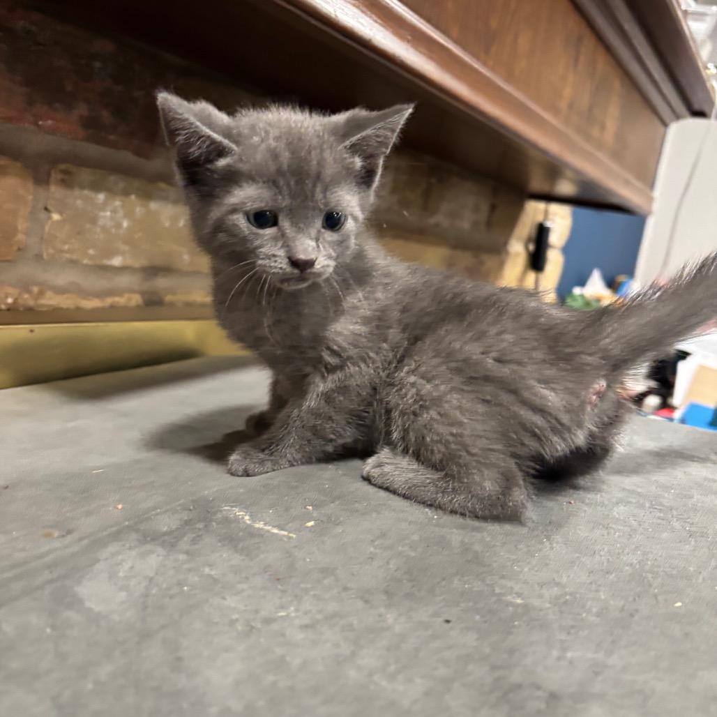 Beryl, a Adoptable Domestic Short Hair in Katy, TX image 2/5