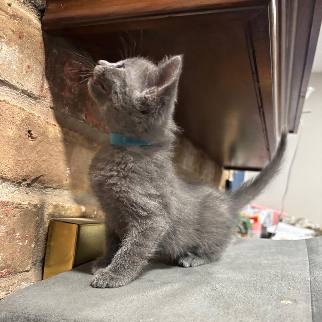 Beryl, a Adoptable Domestic Short Hair in Katy, TX image 3/5