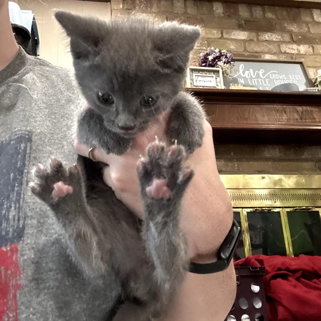 Beryl, a Adoptable Domestic Short Hair in Katy, TX image 4/5