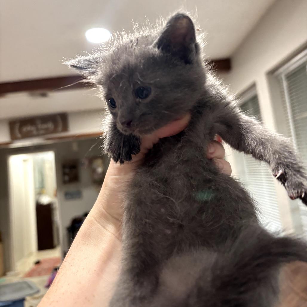 Beryl, a Adoptable Domestic Short Hair in Katy, TX image 5/5