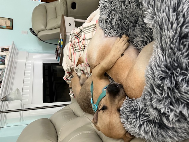 Bella, a Adoptable mixed breed in Mobile, AL image 3/6