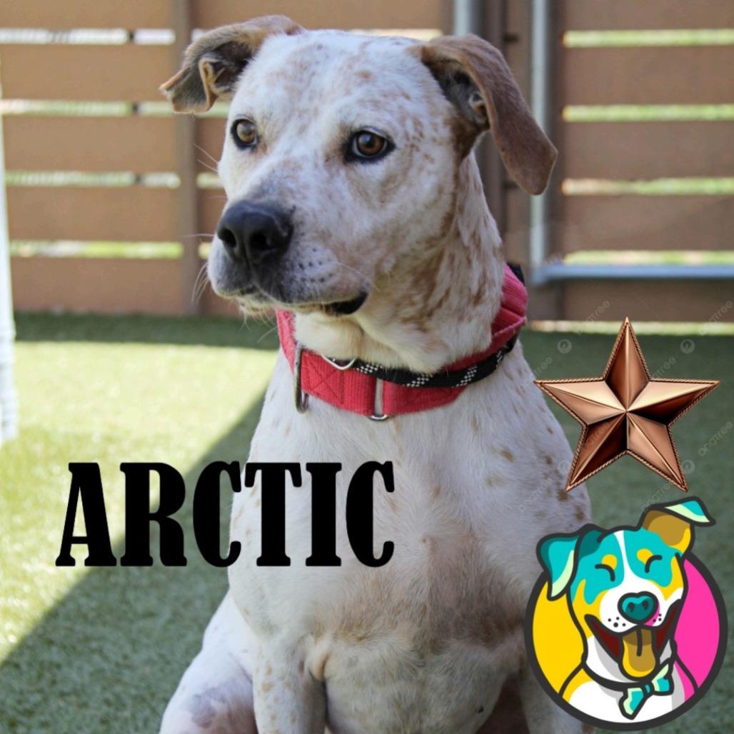 Arctic, Adoptable, Adult Male Terrier & Mixed Breed.