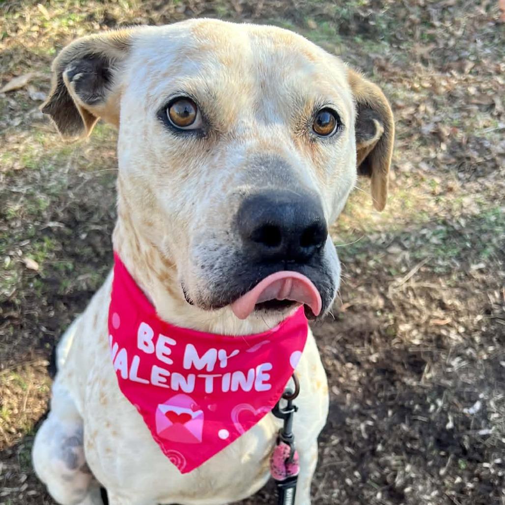 Enlarge Arctic, a Adoptable mixed breed in Mooresville, NC image 4/6