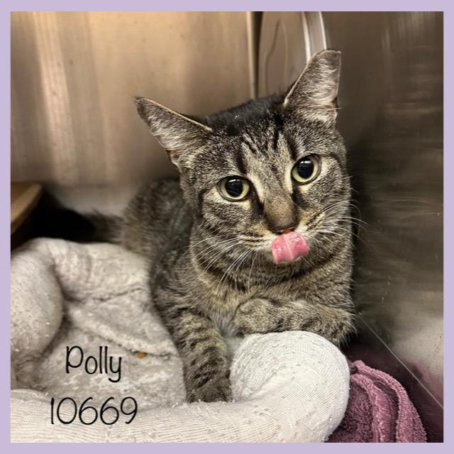 POLLY