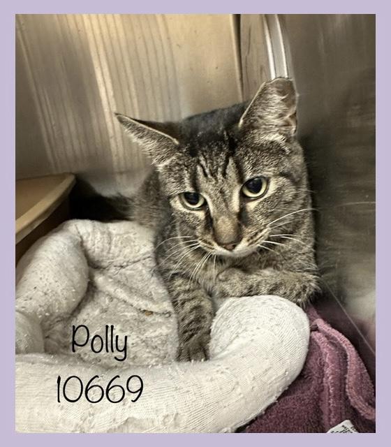 POLLY