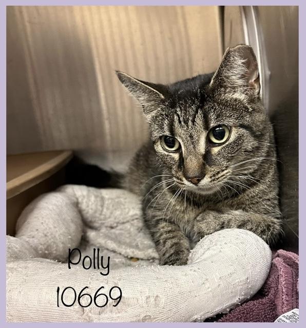 POLLY