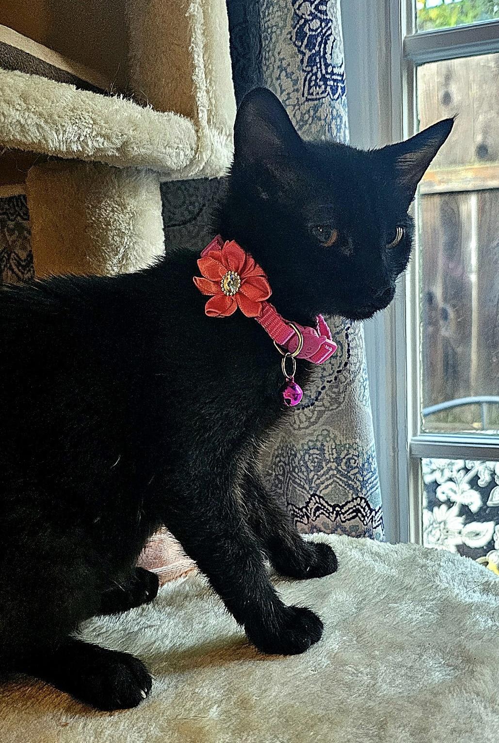 Sable, a Adoptable Domestic Short Hair in Portland, OR image 2/2