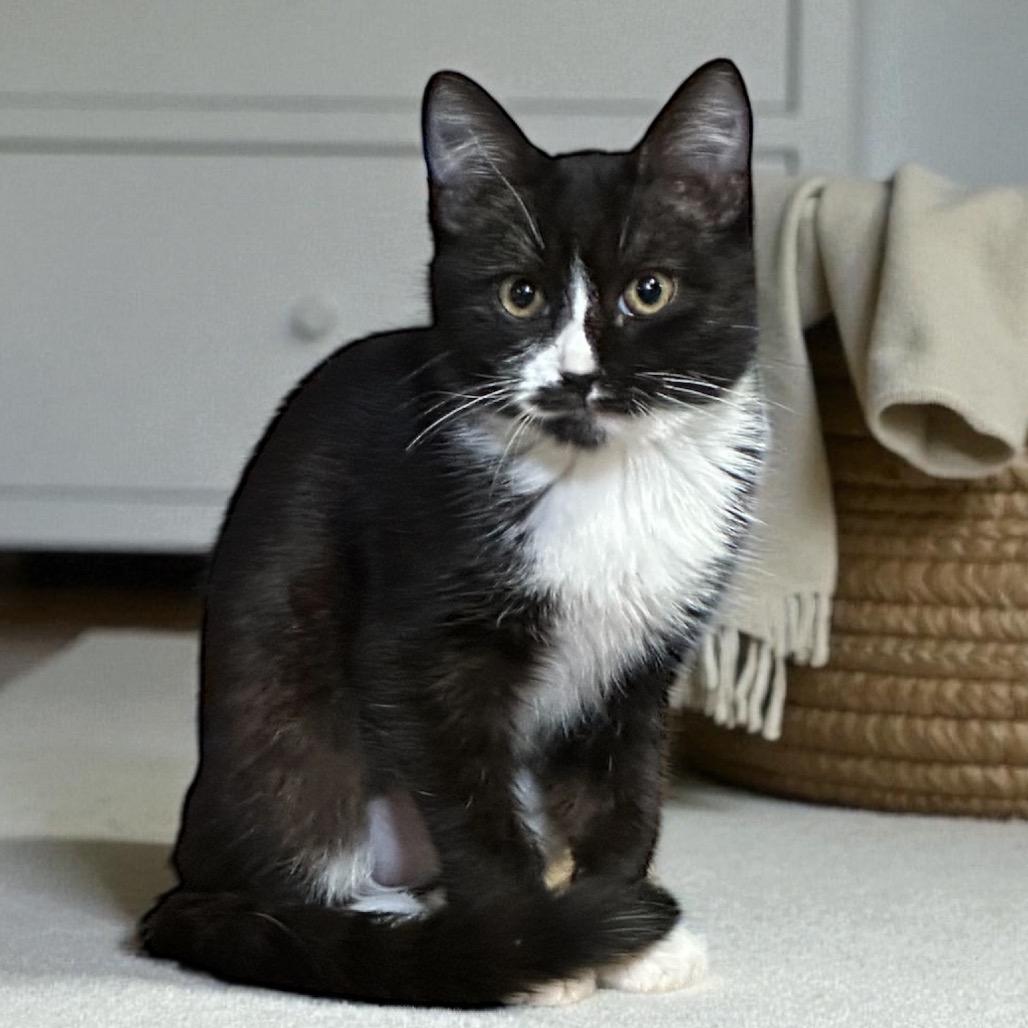 Enlarge Bree, a Adoptable Domestic Short Hair in Tustin, CA image 1/1