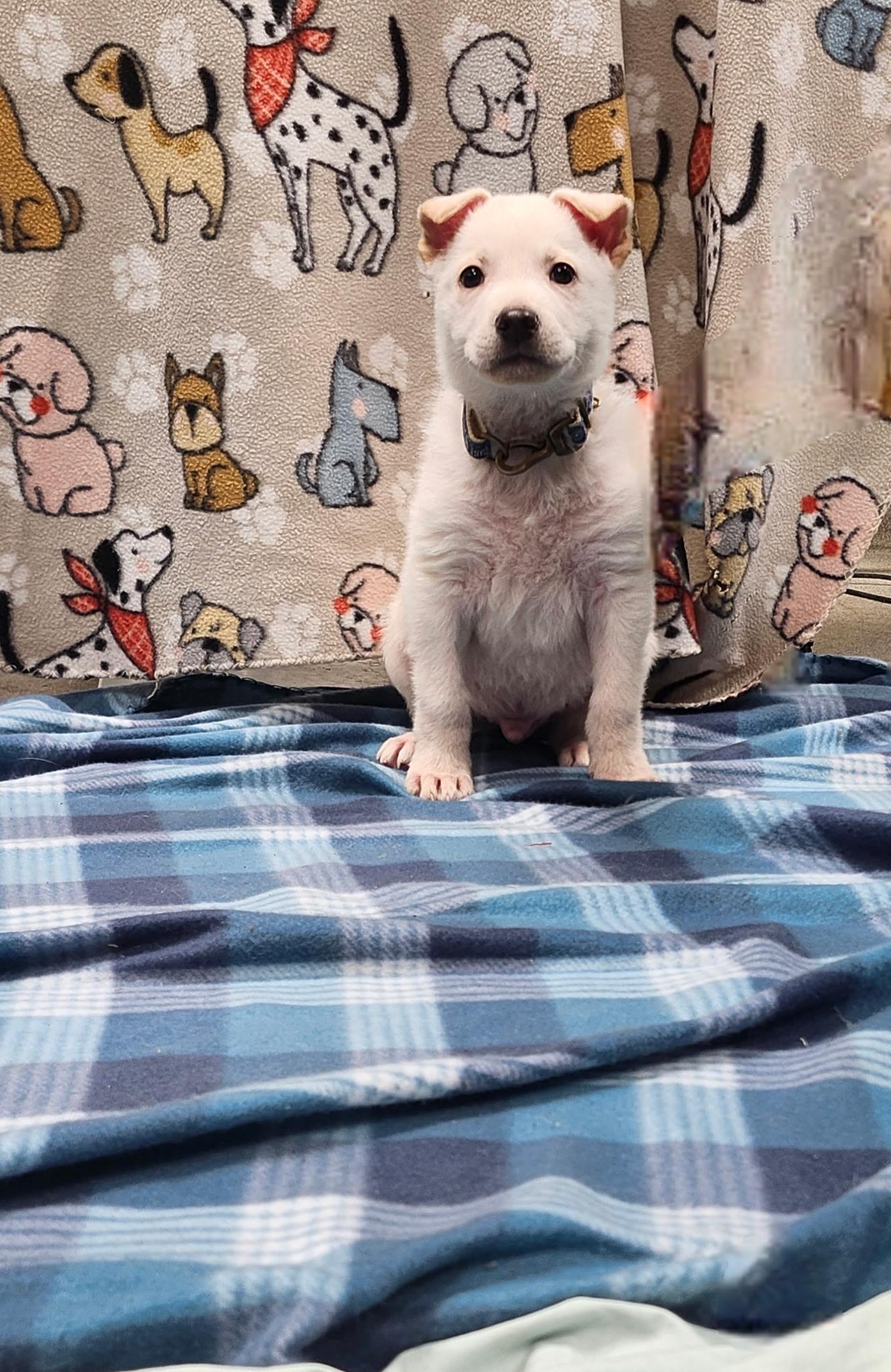 Enlarge MAGENTA ~ Puppy from the news (Video), an adopted mixed breed in Ashland, OH image 5/6