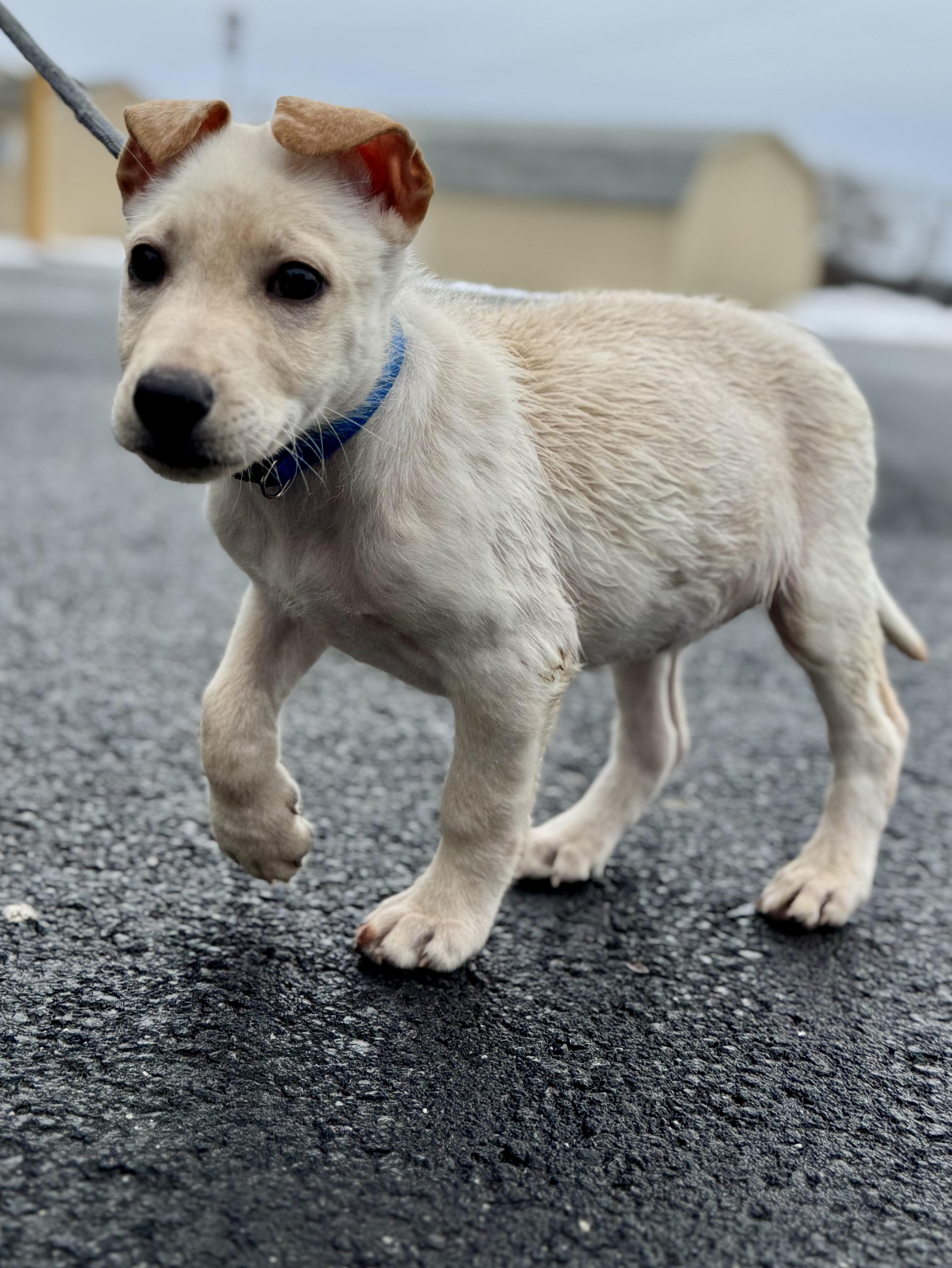 MAGENTA ~ Puppy from the news (Video), Adoptable, Puppy Male Labrador Retriever & German Shepherd Dog.