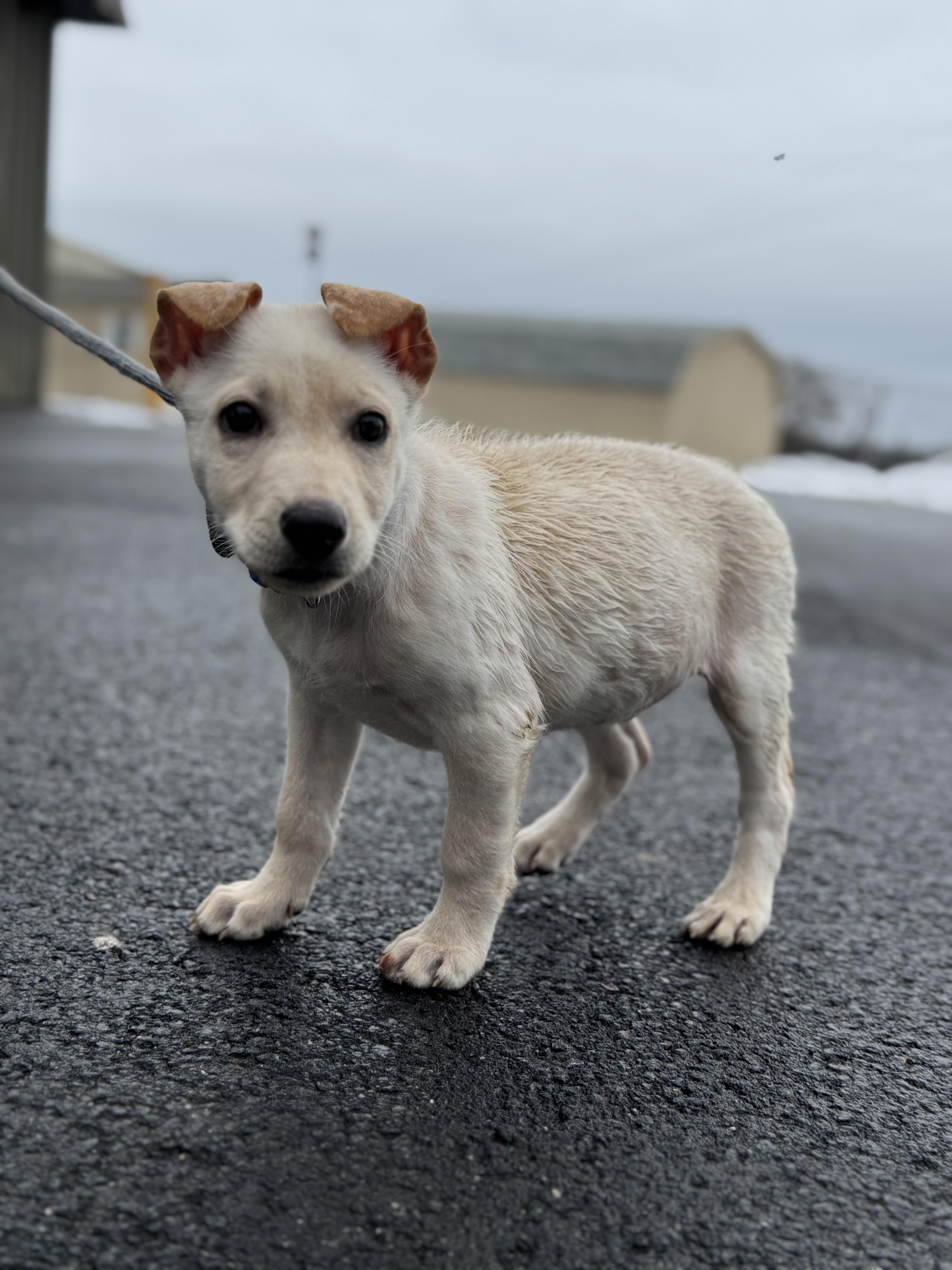 Enlarge MAGENTA ~ Puppy from the news (Video), an adopted mixed breed in Ashland, OH image 3/6